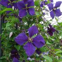 Clematis x jackmanii 'Superba'